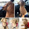 年賀状写真を無料素材で公開！2018年の戌年用に使ってください