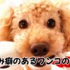 噛み癖がある犬が夢中になるおもちゃ