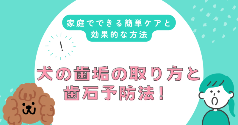 犬の歯垢の取り方と歯石予防法！家庭でできる簡単ケアと効果的な方法